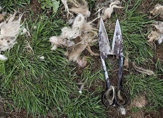 Naked Sheep, primul producător de îngrăsământ eco din lână de oaie din România