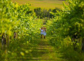 Escapadă la Crama Jelna – destinație oenoturistică Crama Jelna – destinație oenoturistică