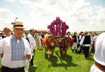 Împănatul Boului la Mintiu Gherlii de Rusalii, un obicei întâlnit doar în Transilvania (FOTO)