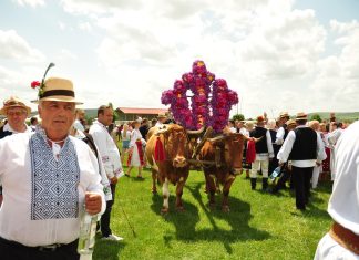 Împănatul Boului la Mintiu Gherlii de Rusalii, un obicei întâlnit doar în Transilvania (FOTO)