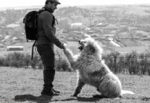 De la vis la realitate: Țara Codrului, în finala Destinația Anului 2025 datorită pasiunii unui codrean