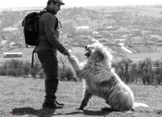 De la vis la realitate: Țara Codrului, în finala Destinația Anului 2025 datorită pasiunii unui codrean